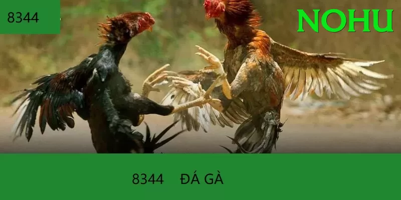 Đá Gà Trực Tiếp - nohu - Tùy chỉnh nhân vật